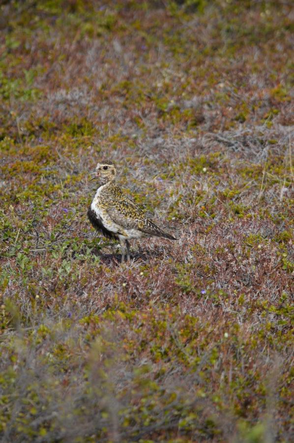 L&L Bnb - Stay'In Arbakki Arskogssandur Buitenkant foto